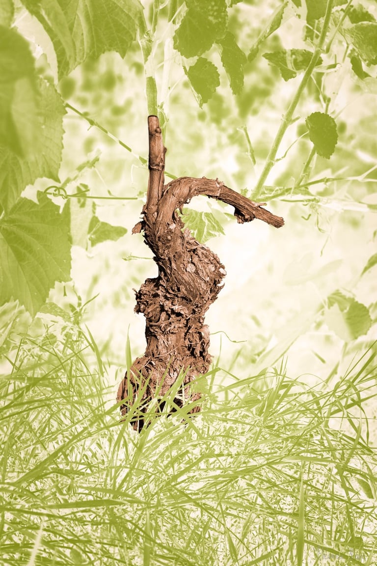 Cep de vigne tortueux, paréidolie en forme de bête dressée.