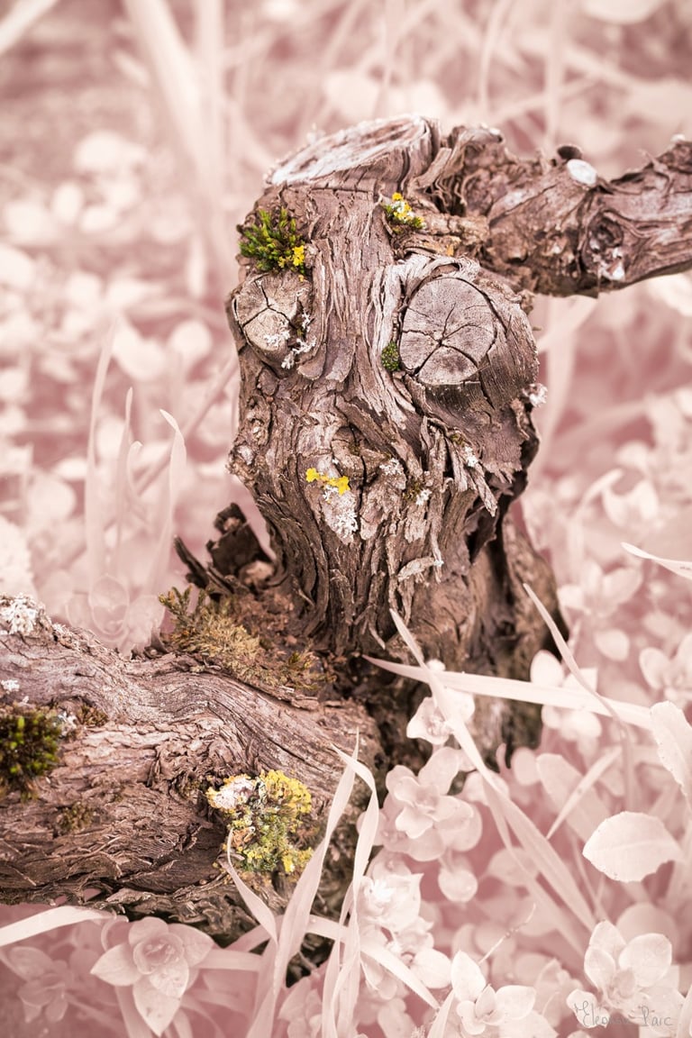 Cep de vigne sculptural évoquant une tête animale, photographie d’art en Bourgogne.