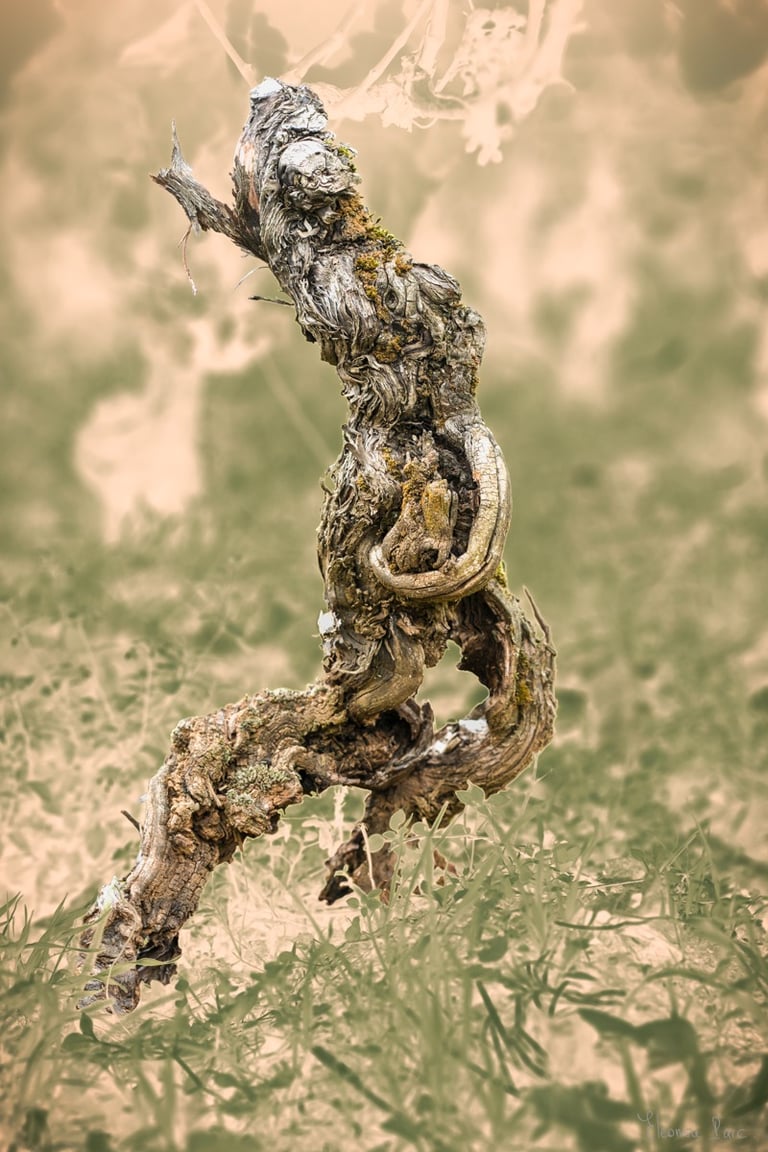 Cep tout en longueur, en mouvement comme dansant.