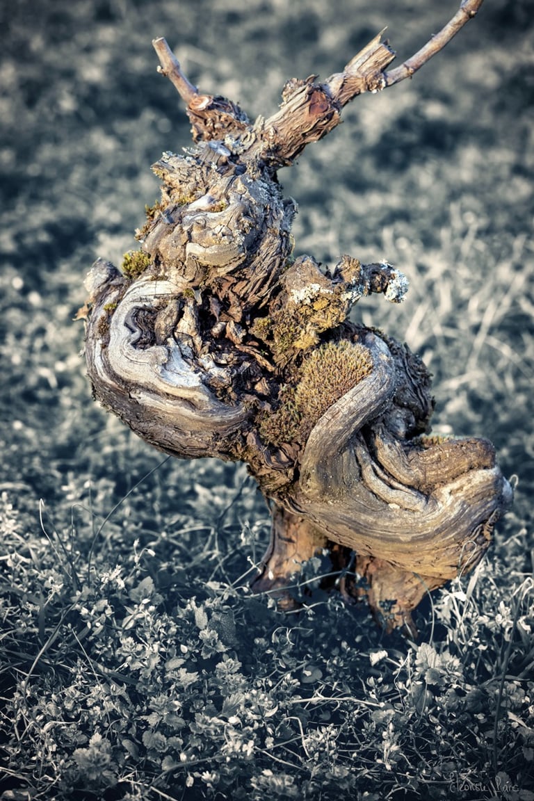 Cep sculptural rappelant une créature mythologique aux aguets