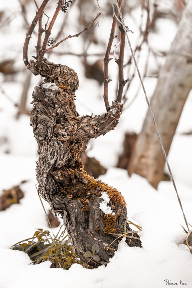 Cep fragile suspendu aux fils, figure humaine en déséquilibre, photographie d’a