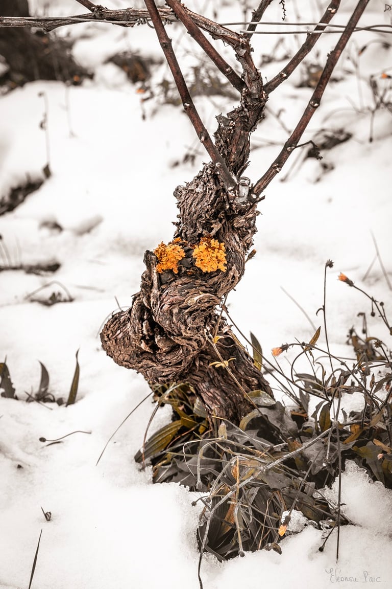 Cep aux grands yeux tapissé de neige, créature fragile, photographie d'art
