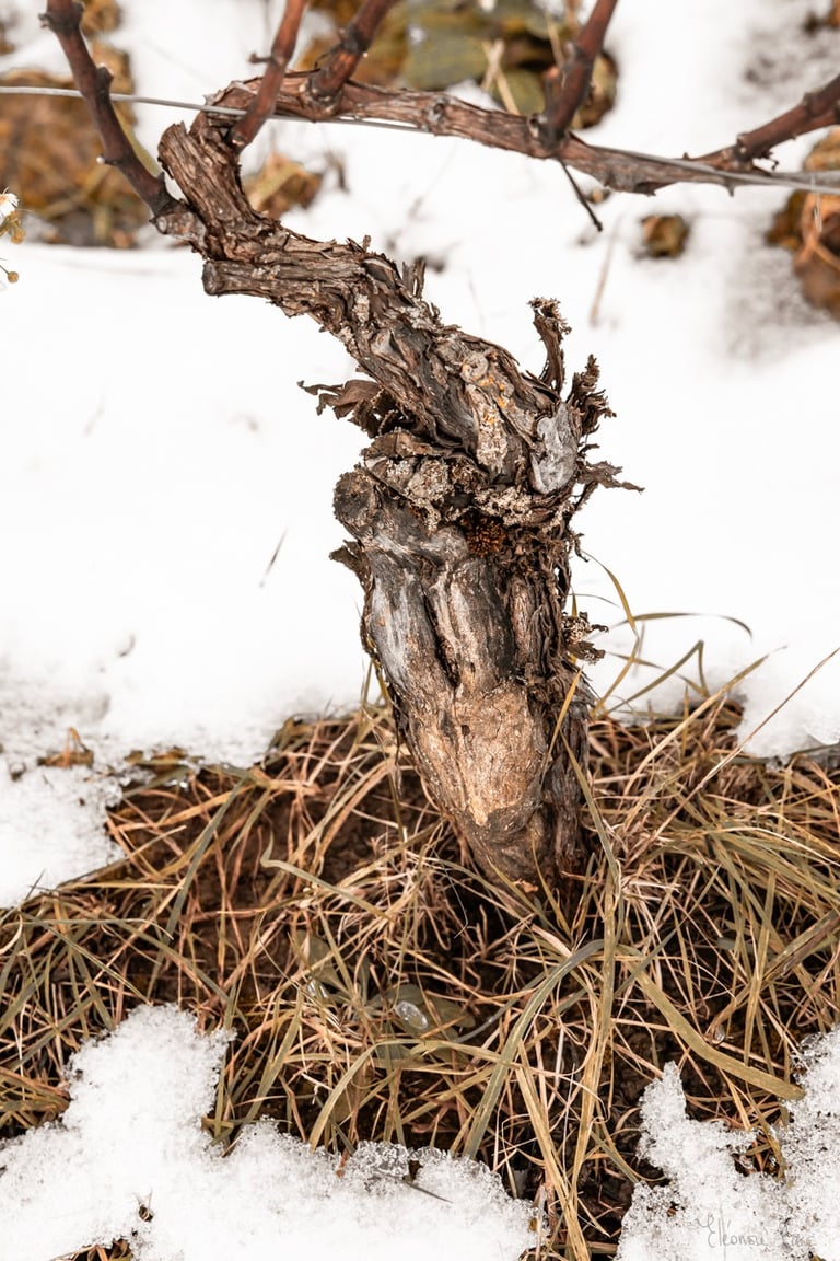 Cep fragile évoquant l’enfance et la féminité, photo d'art