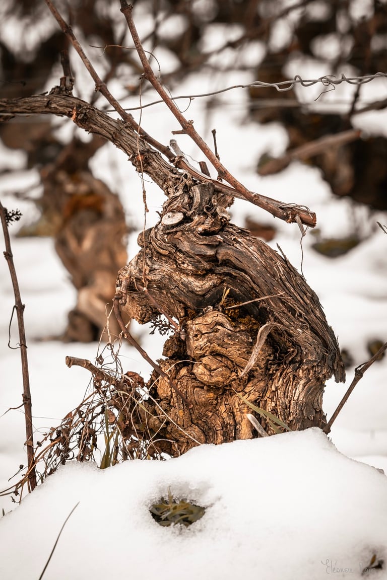Cep de vigne profil sage et résilient, force tranquille