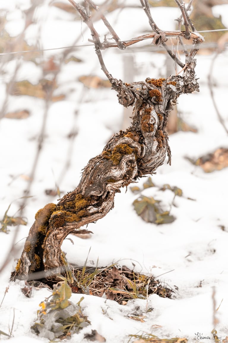Cep élancé en courbe poétique, silhouette délicate, photo d'art