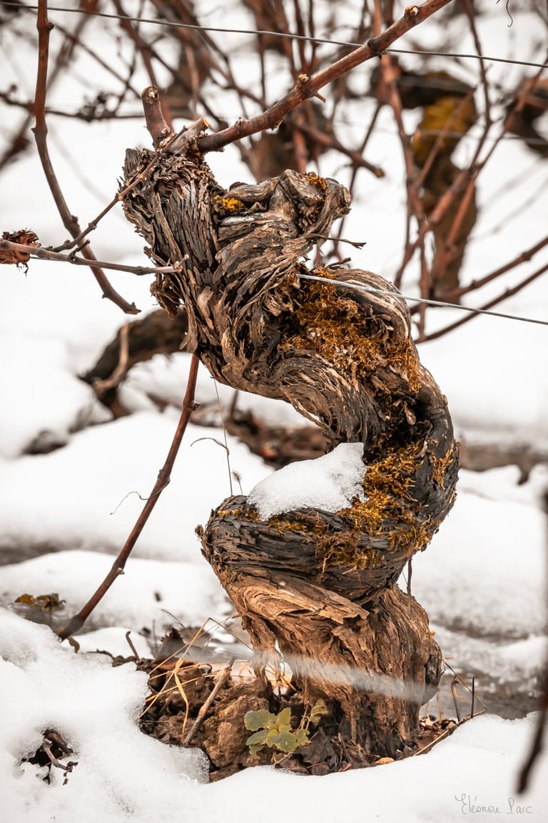 Cep courbé par le temps mais tourné vers l’avenir, photo d'art