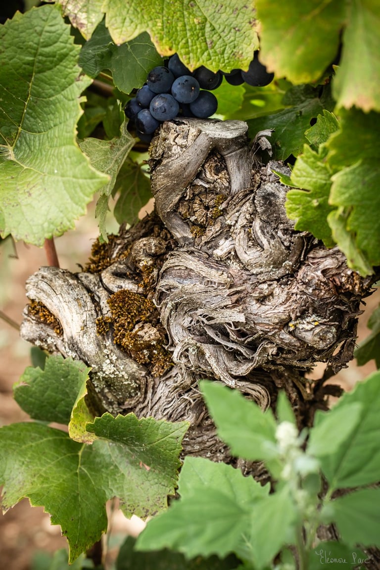 Cep de vigne évoquant un tableau de Picasso, photo d'art