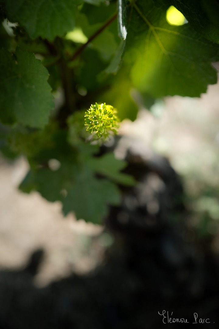 Série Feuille de Vin ref FV-15 ©Eléonore Parc