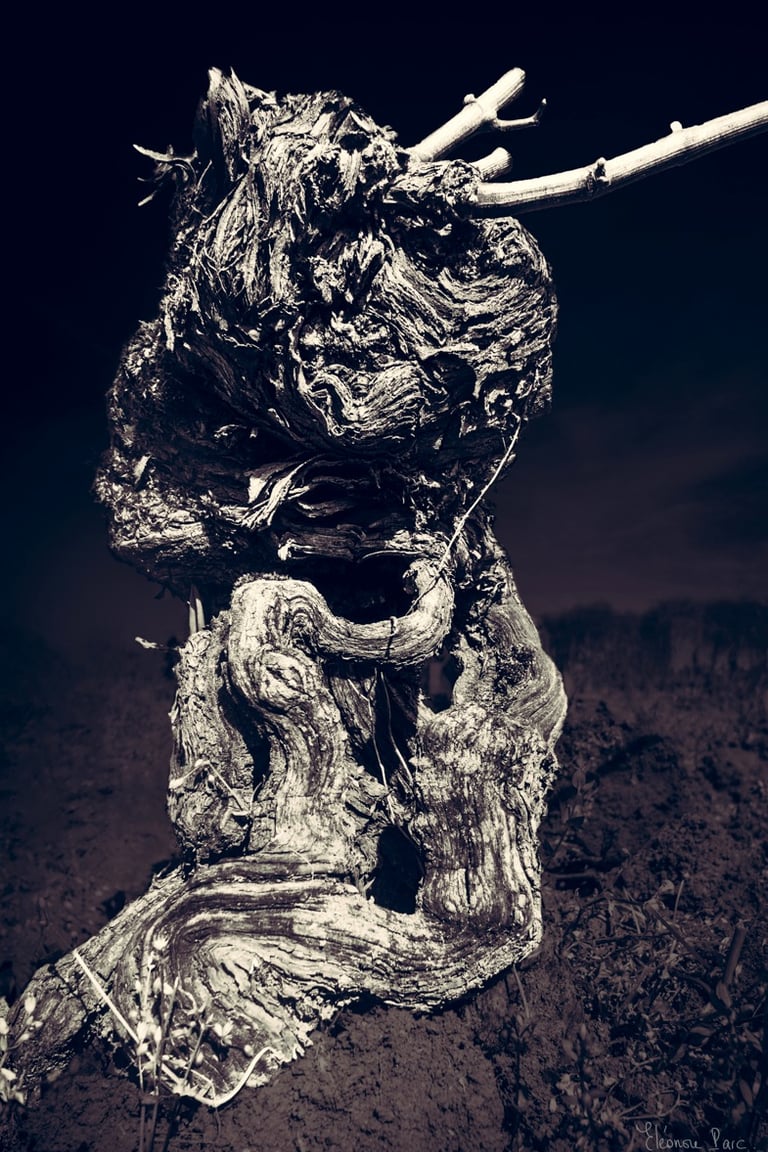 Cep de vigne ancien aux formes sculpturales, photographie artistique jouant sur la paréidolie