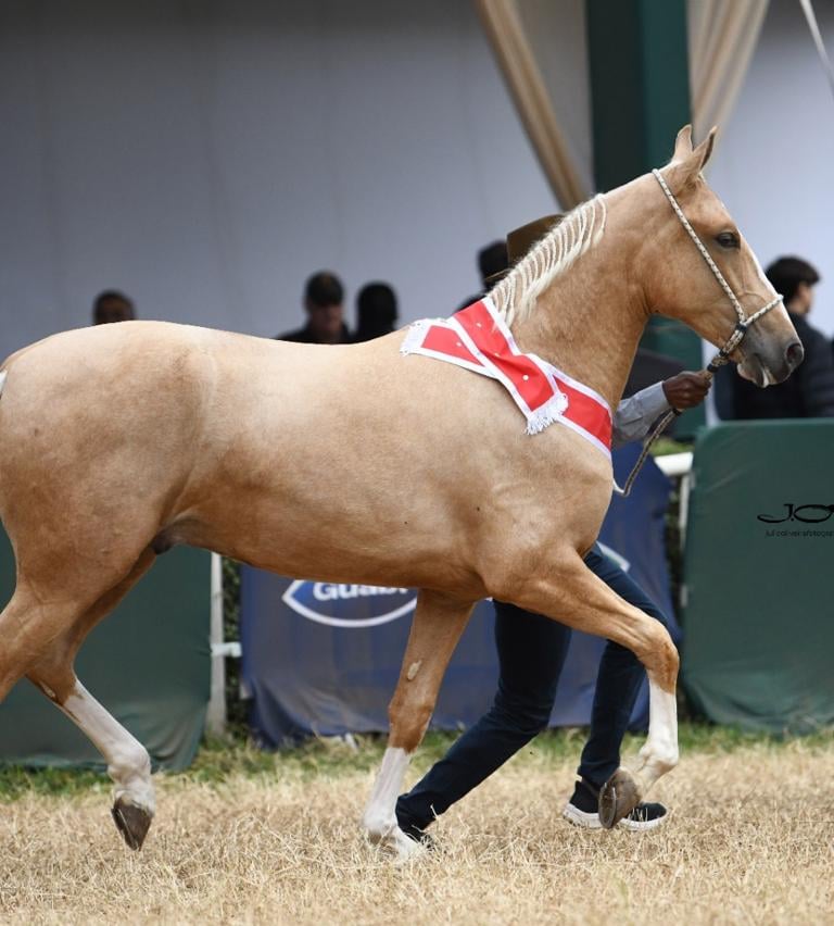 a horse with a red harness on a horse