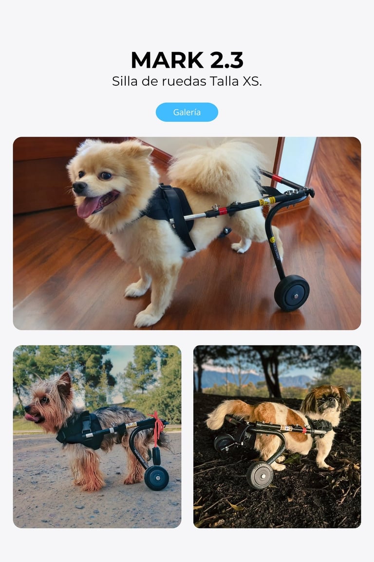Perro con silla de ruedas ortopédica para perros, NUCLEUMPET Orthopedics en Bogotá Colombia.