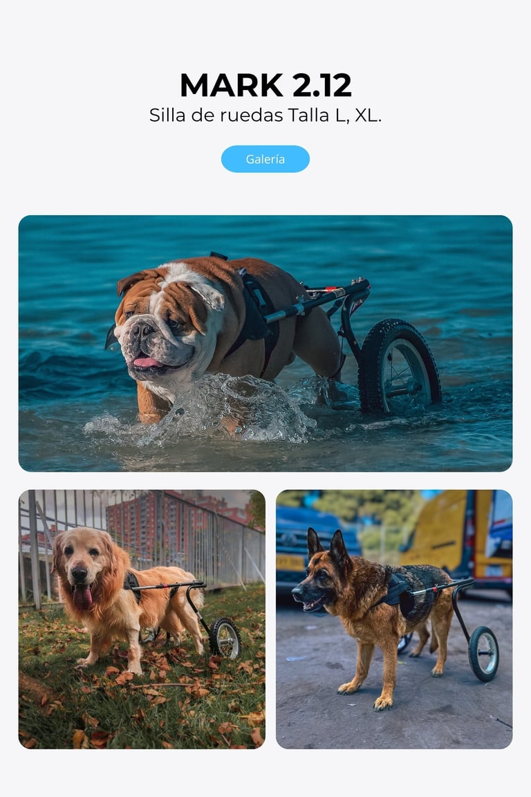 Perro con silla de ruedas ortopédica para perros, NUCLEUMPET Orthopedics en Bogotá Colombia.