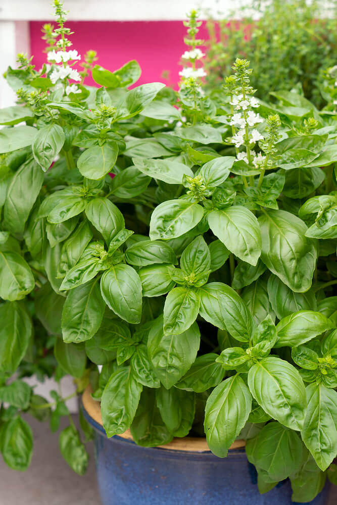 Basil