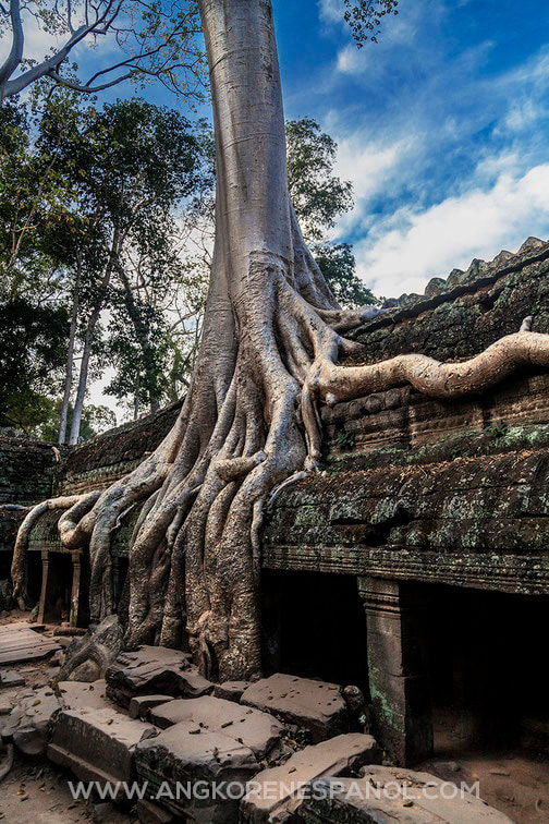 Raíces en el templo de Ta Prohm