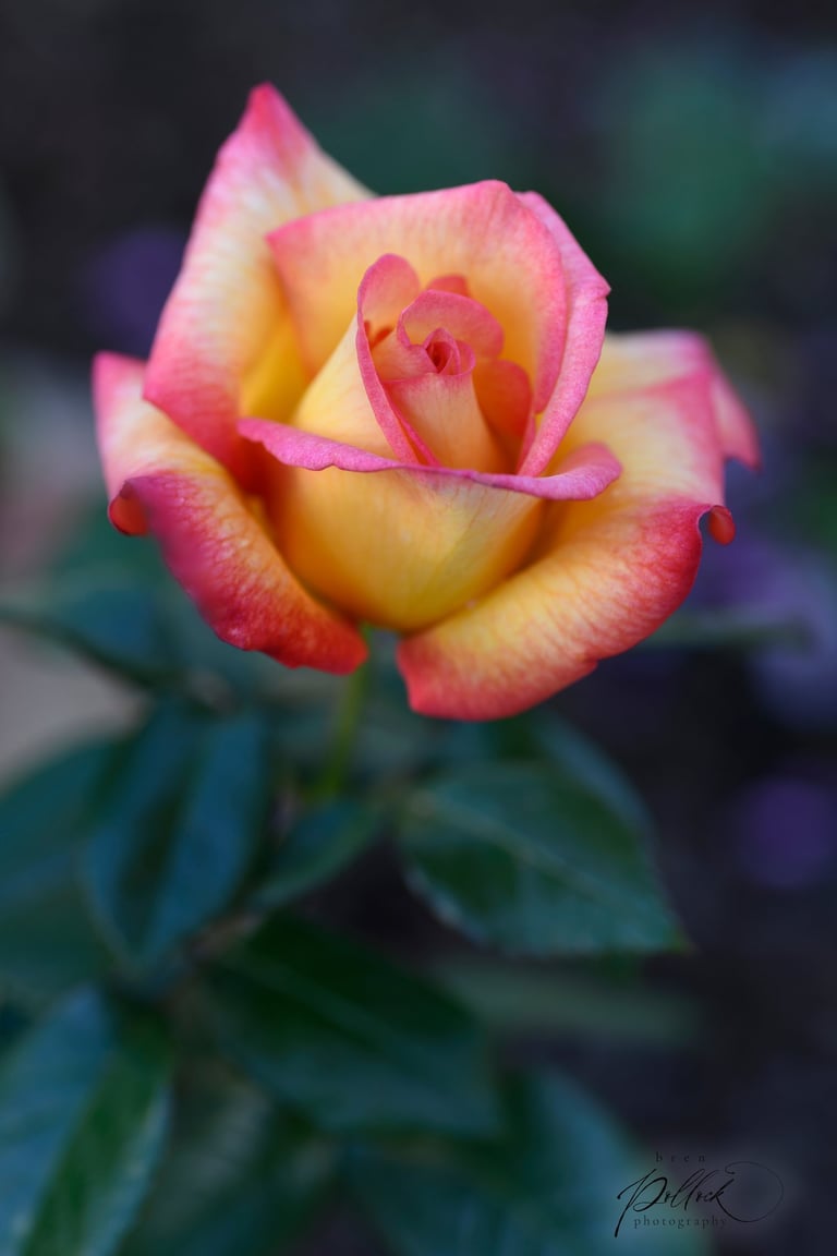 Sheilas Perfume Floribunda, U.K. before 1979