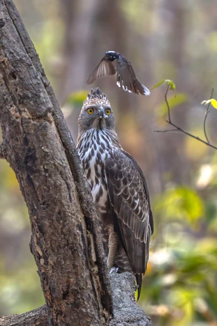 owl in Bardiya