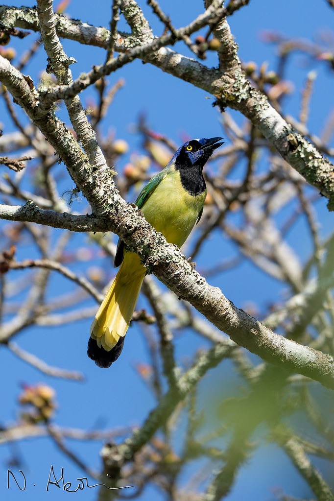 A green blue and black bird, the Green Jay, perched on a branch in the Comitan Highlands in Chiapas.