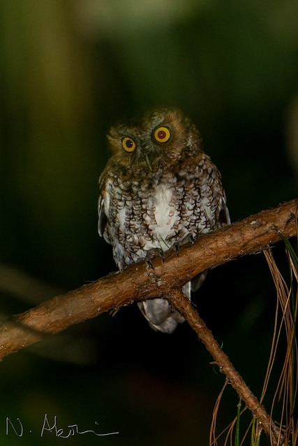 Bearded Screech-Owl on branch – nocturnal bird species seen during Chiapas night birding trip
