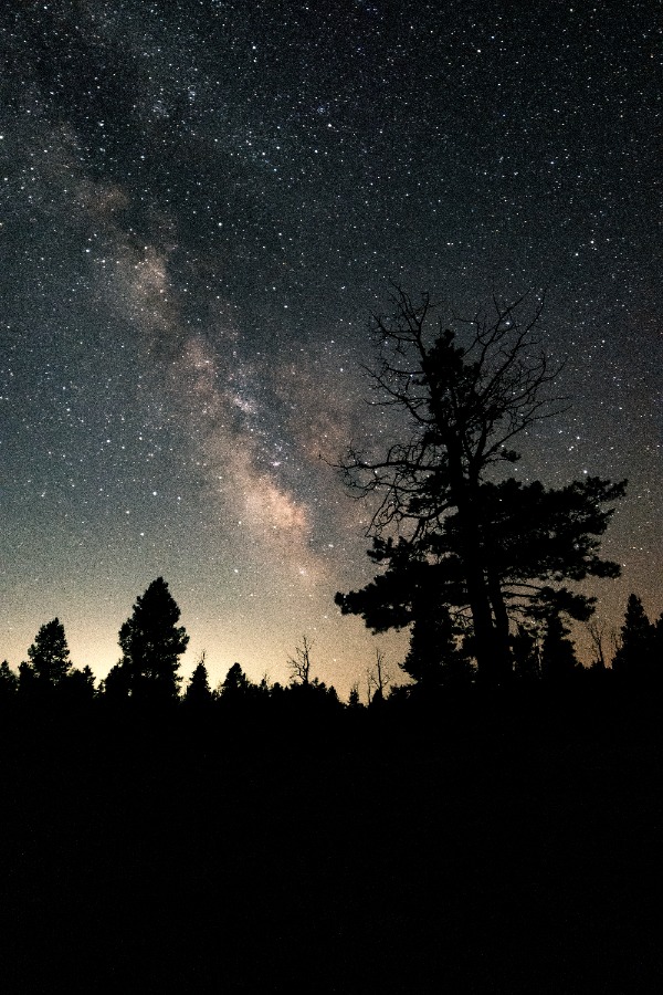 A bright Milky Way galaxy and starry night sky over the dark silhouette of a pine forest.