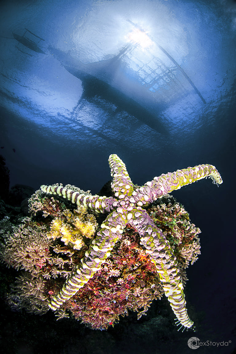 a sea starfish in the ocean with a sunbeam