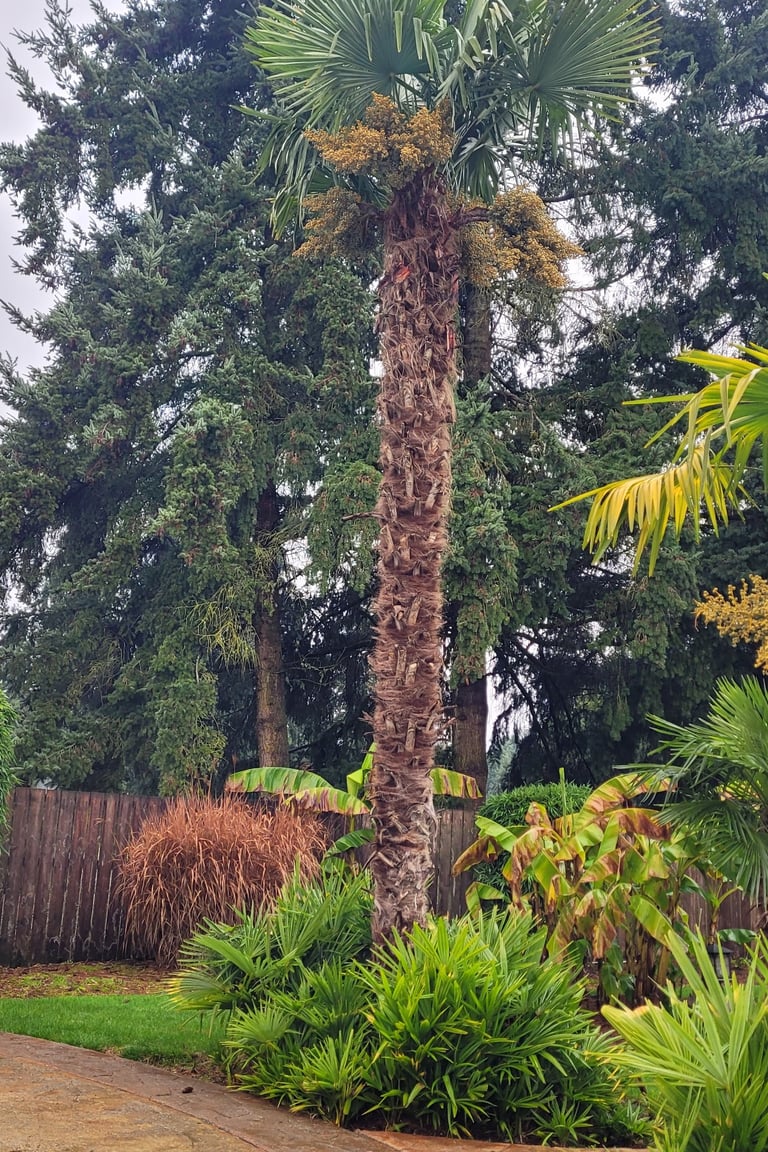 tall female windmill palms with seed pods