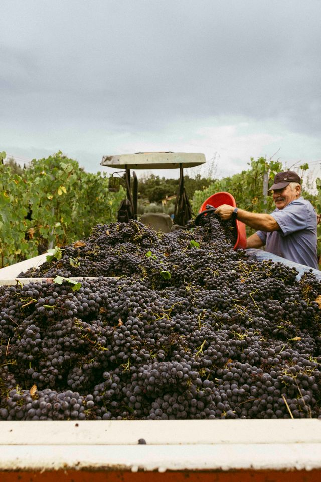 Raccolta manuale delle uve nei vigneti della Tenuta San Gregorio.