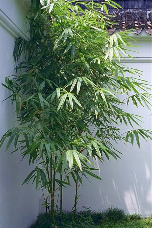 an Arrow Bamboo ornamental Plant with a leafy foliage