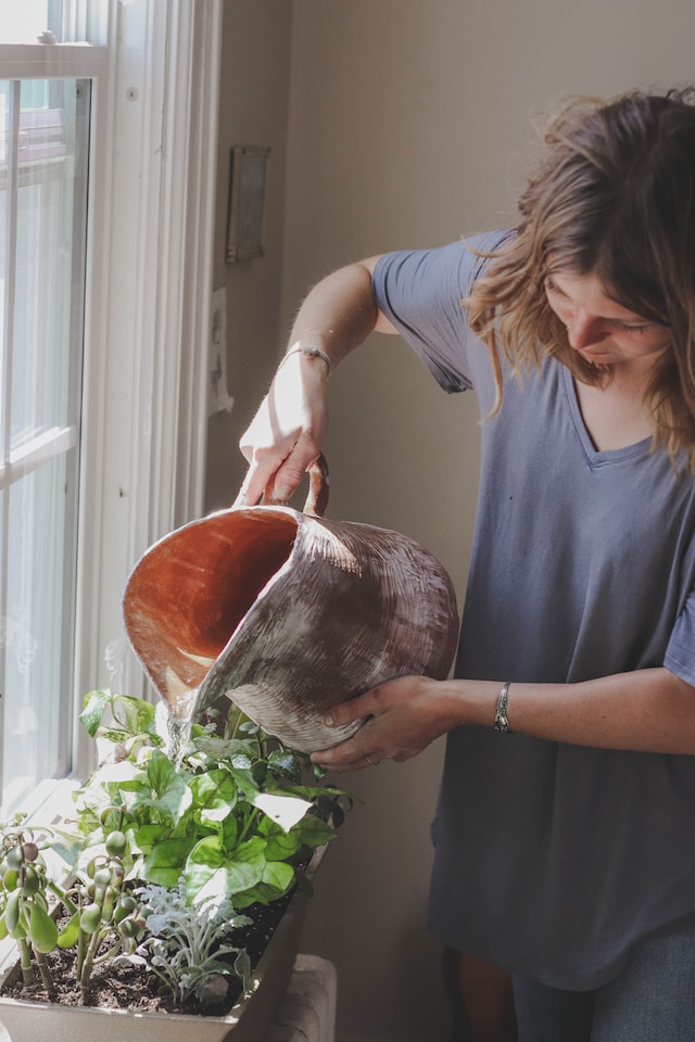 a person watering multiple herbs and plants