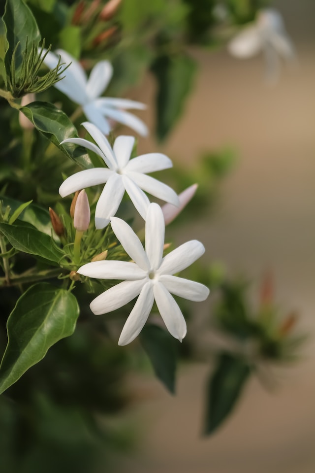 two white Star Jasmine flowers for zone 9