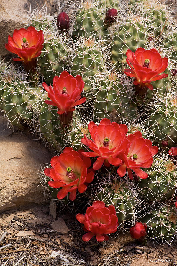 a lot of cactus plants with bright red flowers