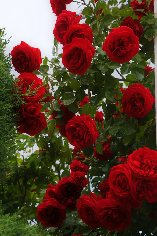 one large Munstead Wood Rose in a container
