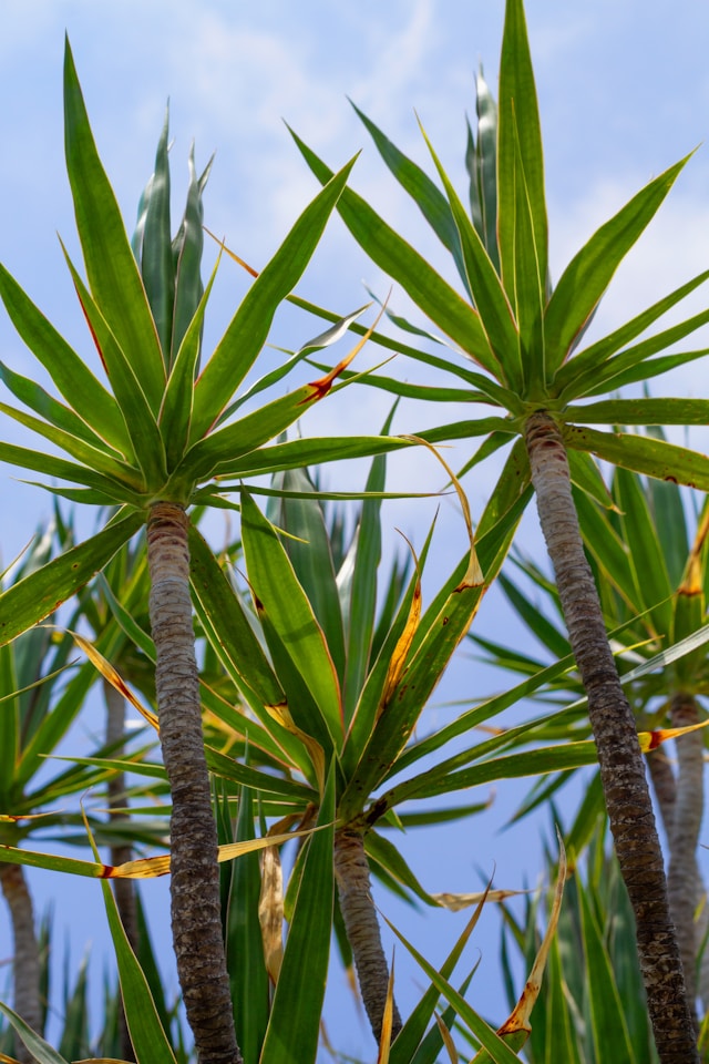 two tall Dracaena plants with long leaves