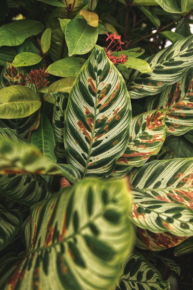 a bush with big green leaves that is dying because of diseases
