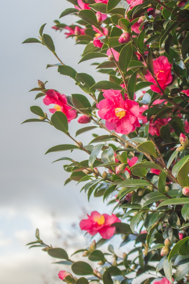 a Camellia Bush with red blooms and multiple green leaves
