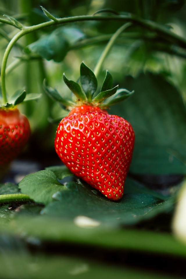 Strawberries