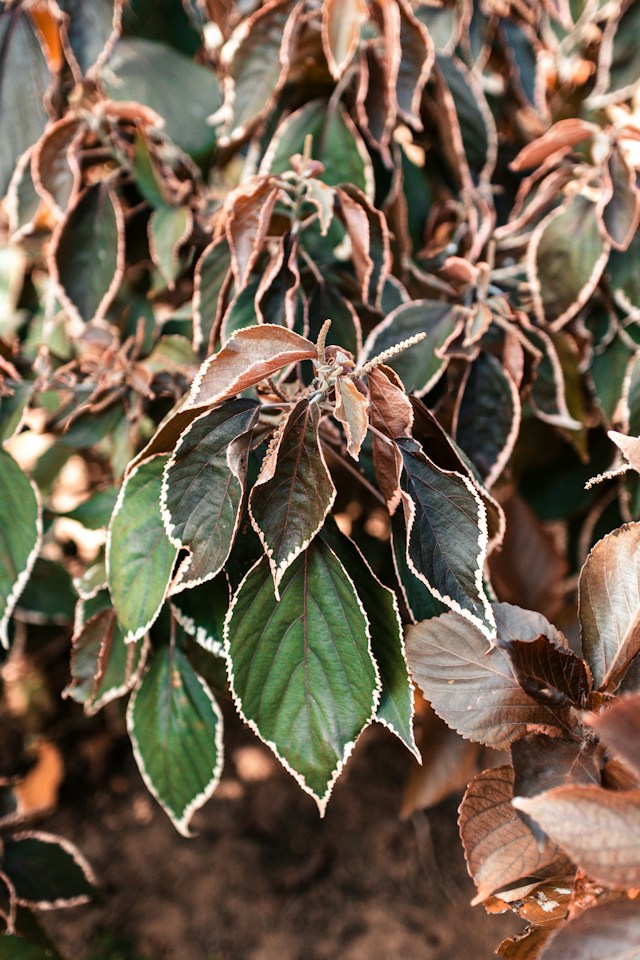 one dying shrub with brown leaves
