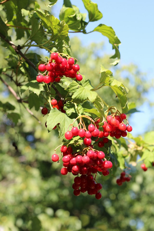 a deer resistant Viburnum privacy bush