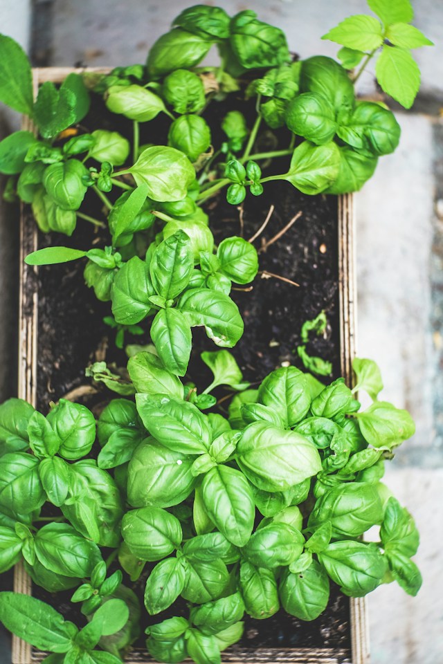 multiple green Basil Bushes growing in containers