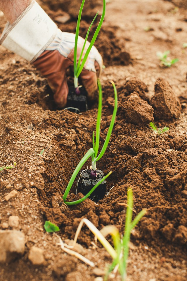 a seedling planted in compost soil