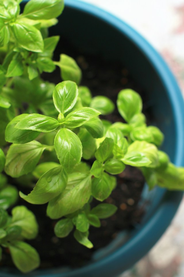 a Basil plnt that has been grown from seed correctly
