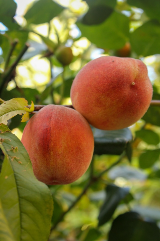 Peaches
