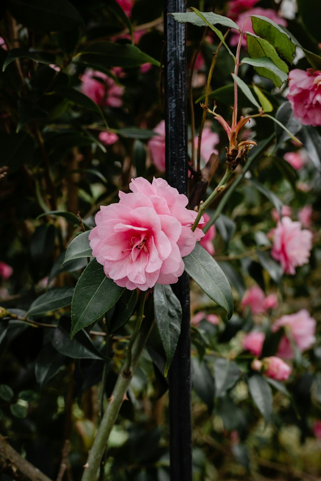 an evergreen Japanese Camellia bush with one coloful flower