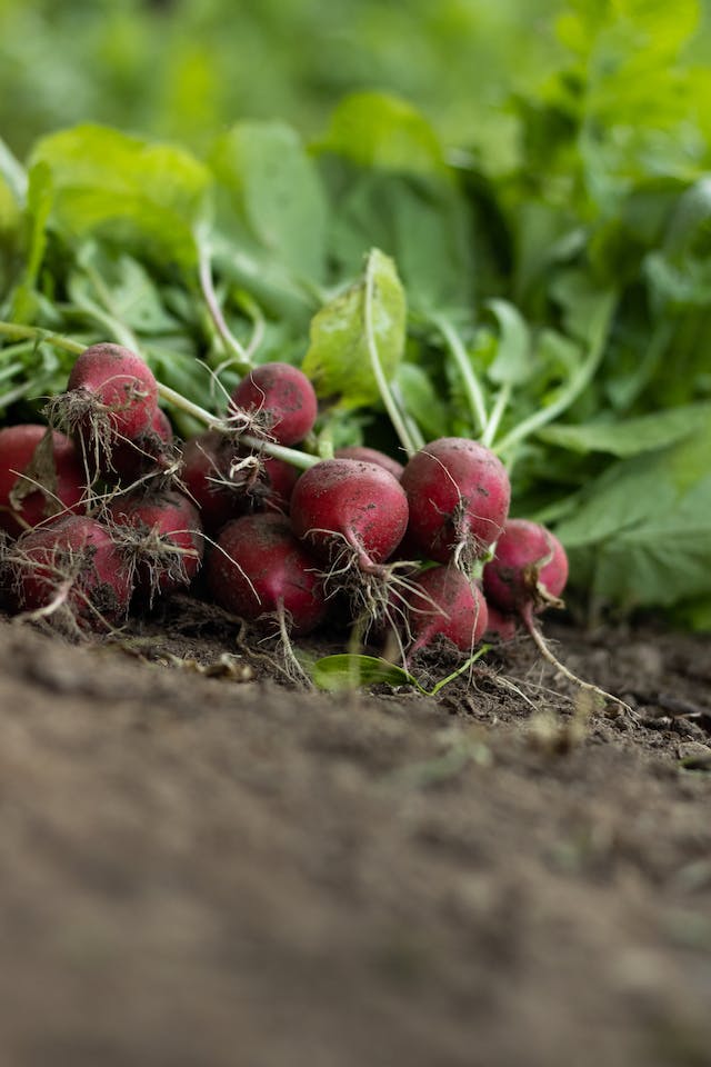 multiple red radish plants that just got harveted