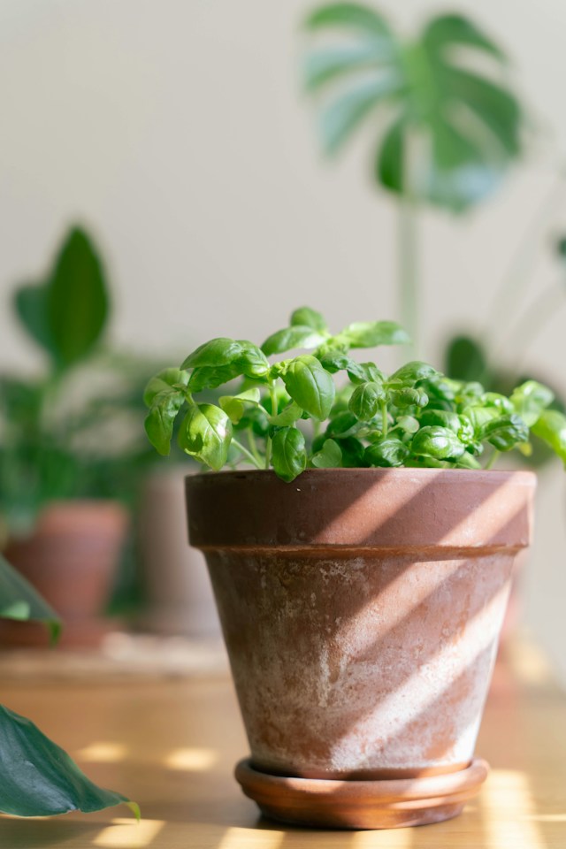 Basil herbs that were grown from seed in a pod 