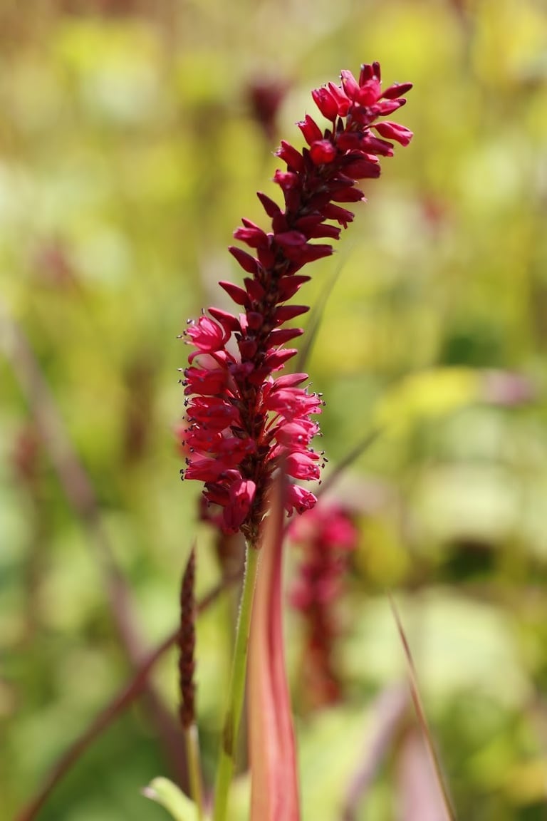 Close up van aar van Persicaria