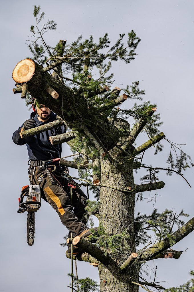 abattage d'un arbre par démontage par un arboriste 