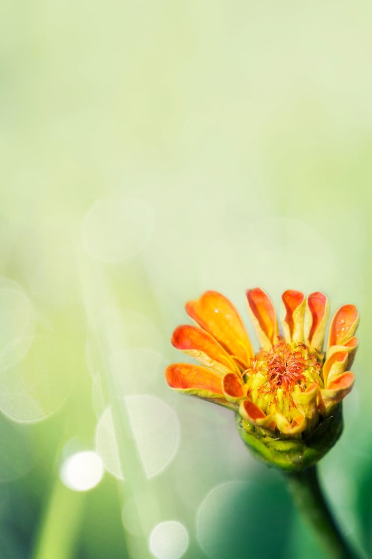 a single flower in a field with a blurry background