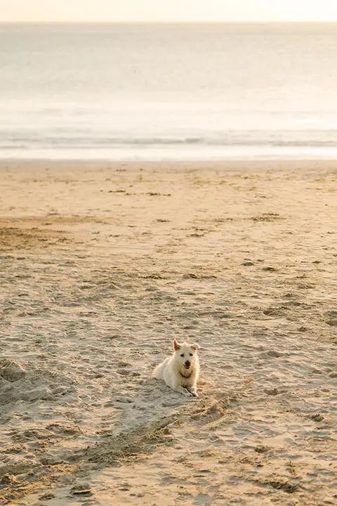 Family dog relaxing on the sand during a sunset family photography session at Jimbaran Beach Bali