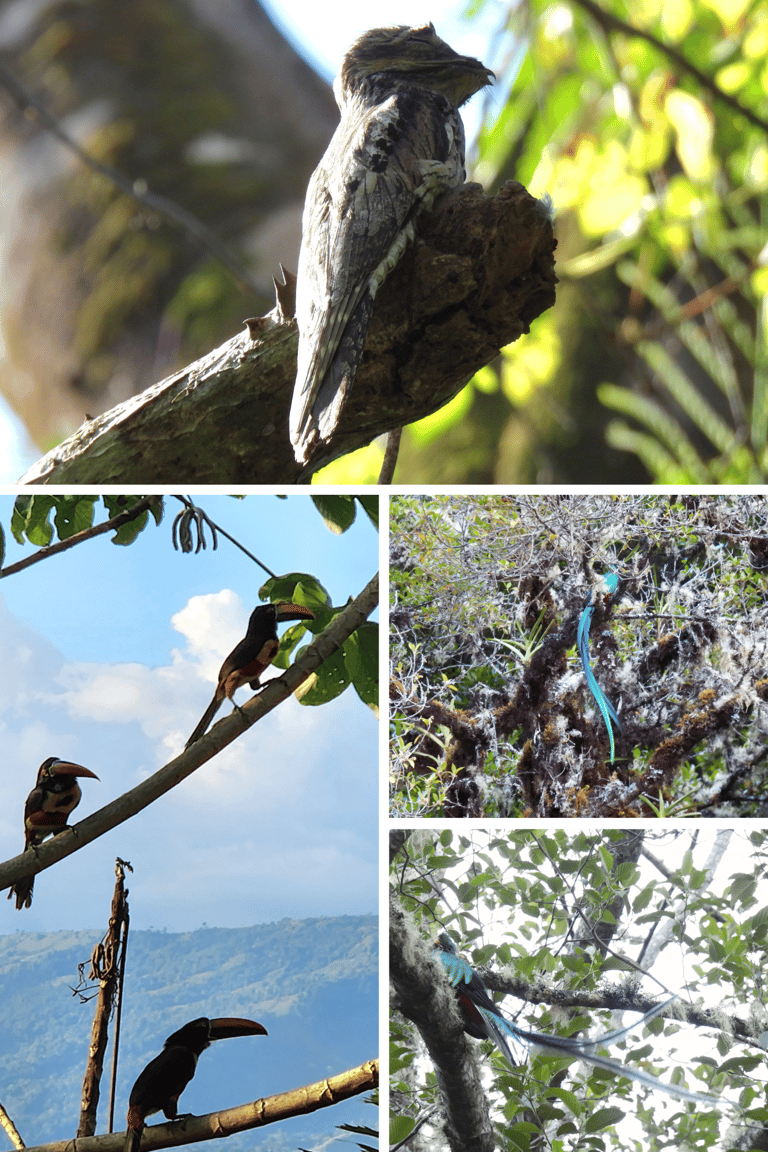 A Common Potoo in a tree