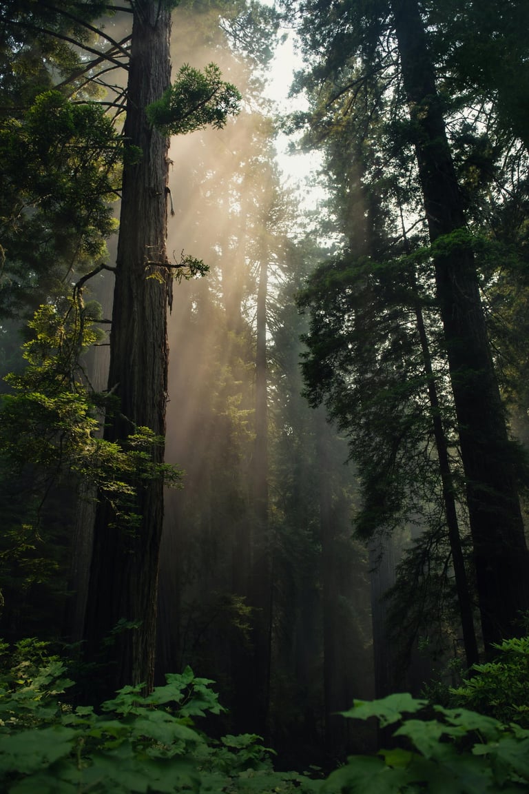 forest world to reflect natural living, nature, slow living, health and wellness